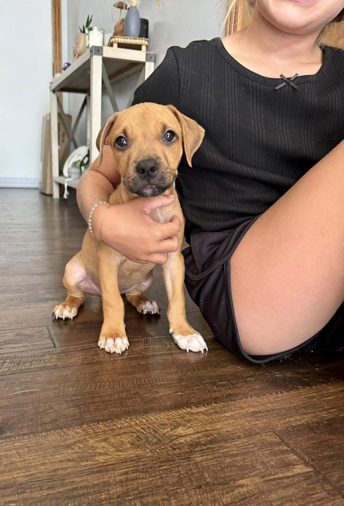 Hank, Adoptable, Puppy Male American Staffordshire Terrier.