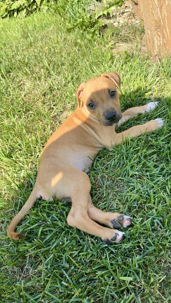 Enlarge Hank, a Adoptable mixed breed in Rockland, WI image 2/4
