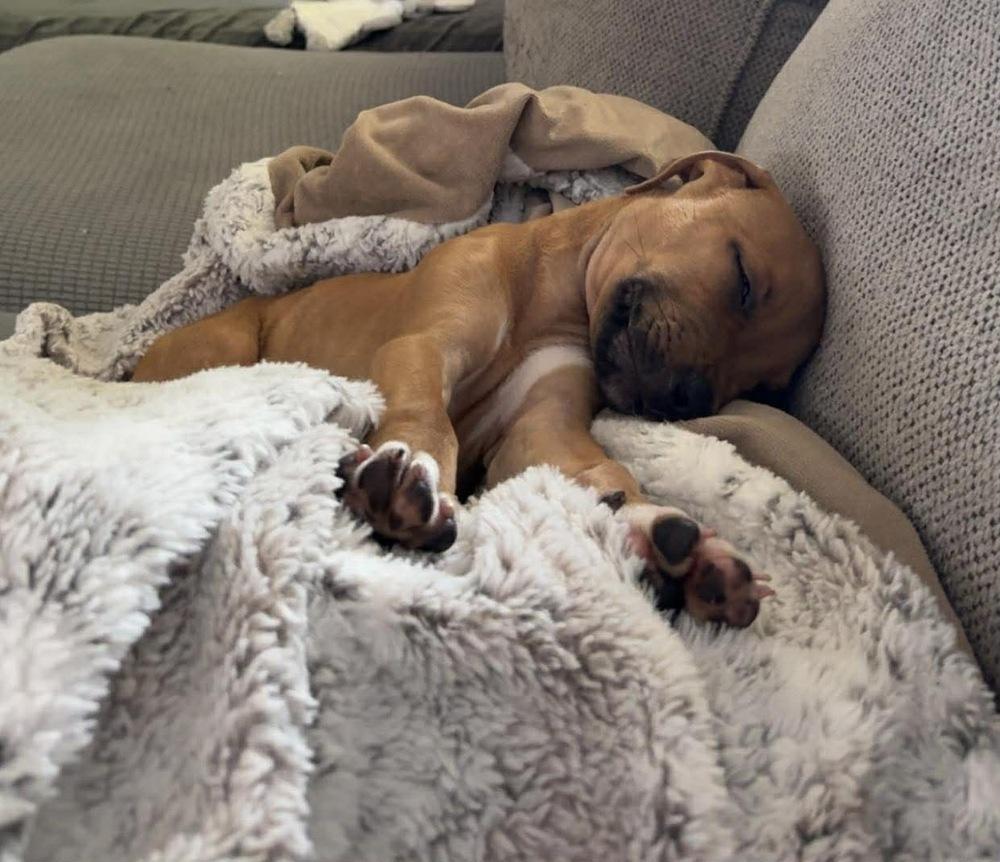 Enlarge Hank, a Adoptable mixed breed in Rockland, WI image 3/4