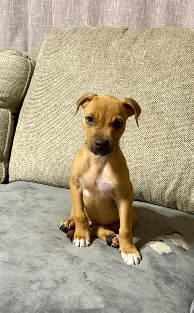 Enlarge Hank, a Adoptable mixed breed in Rockland, WI image 4/4