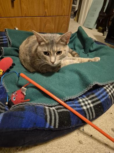 Amber — thumbnail 6