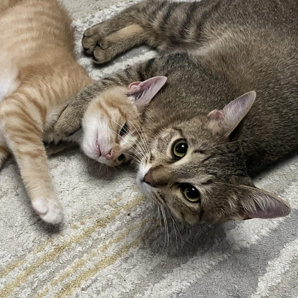 Enlarge Pistachio Latte 55816, a Adoptable Domestic Short Hair in Lansing, MI image 3/6