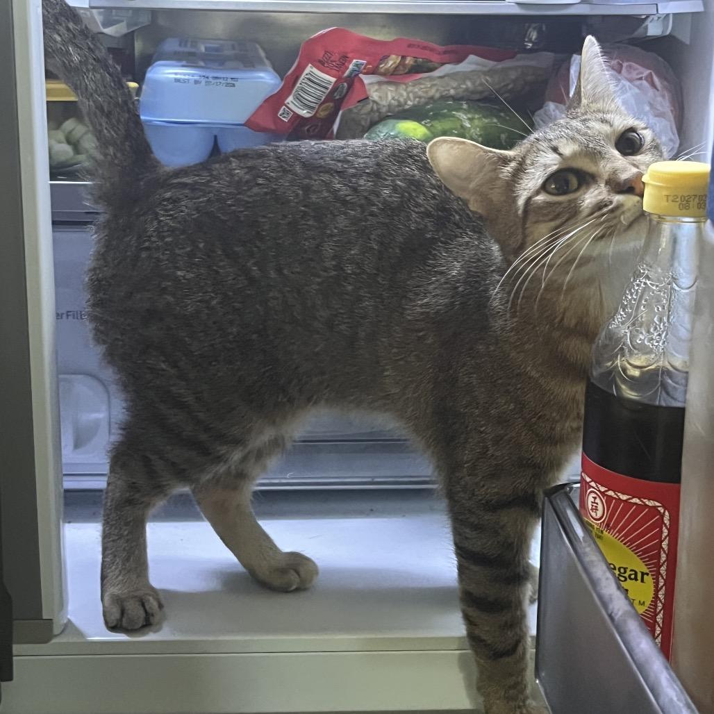 Enlarge Pistachio Latte 55816, a Adoptable Domestic Short Hair in Lansing, MI image 5/6