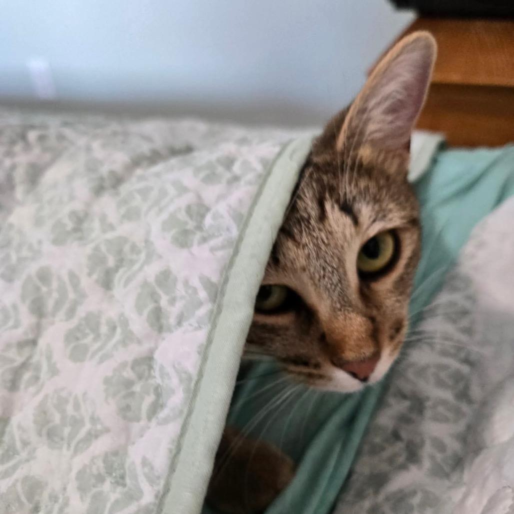 Enlarge Pistachio Latte 55816, a Adoptable Domestic Short Hair in Lansing, MI image 2/6