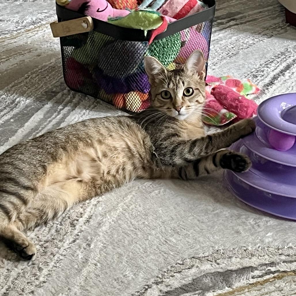 Enlarge Pistachio Latte 55816, a Adoptable Domestic Short Hair in Lansing, MI image 6/6