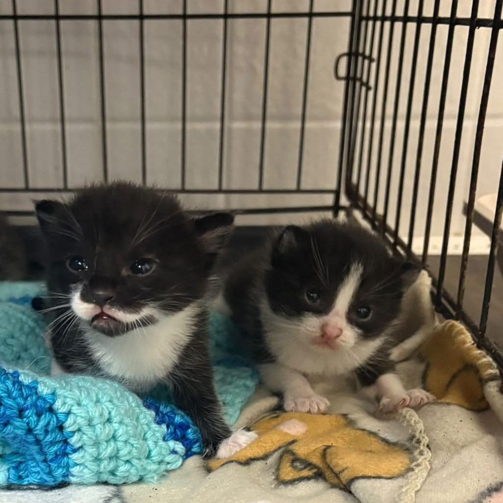 Amethyst, Adoptable, Kitten Male Domestic Short Hair.