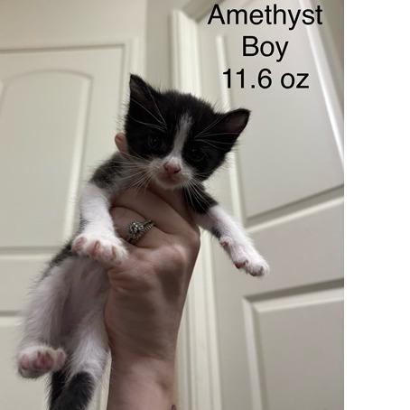 Enlarge Amethyst, a Adoptable Domestic Short Hair in Baytown, TX image 2/3