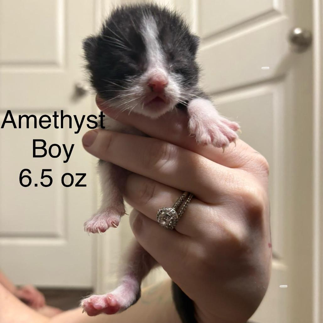 Enlarge Amethyst, a Adoptable Domestic Short Hair in Baytown, TX image 3/3