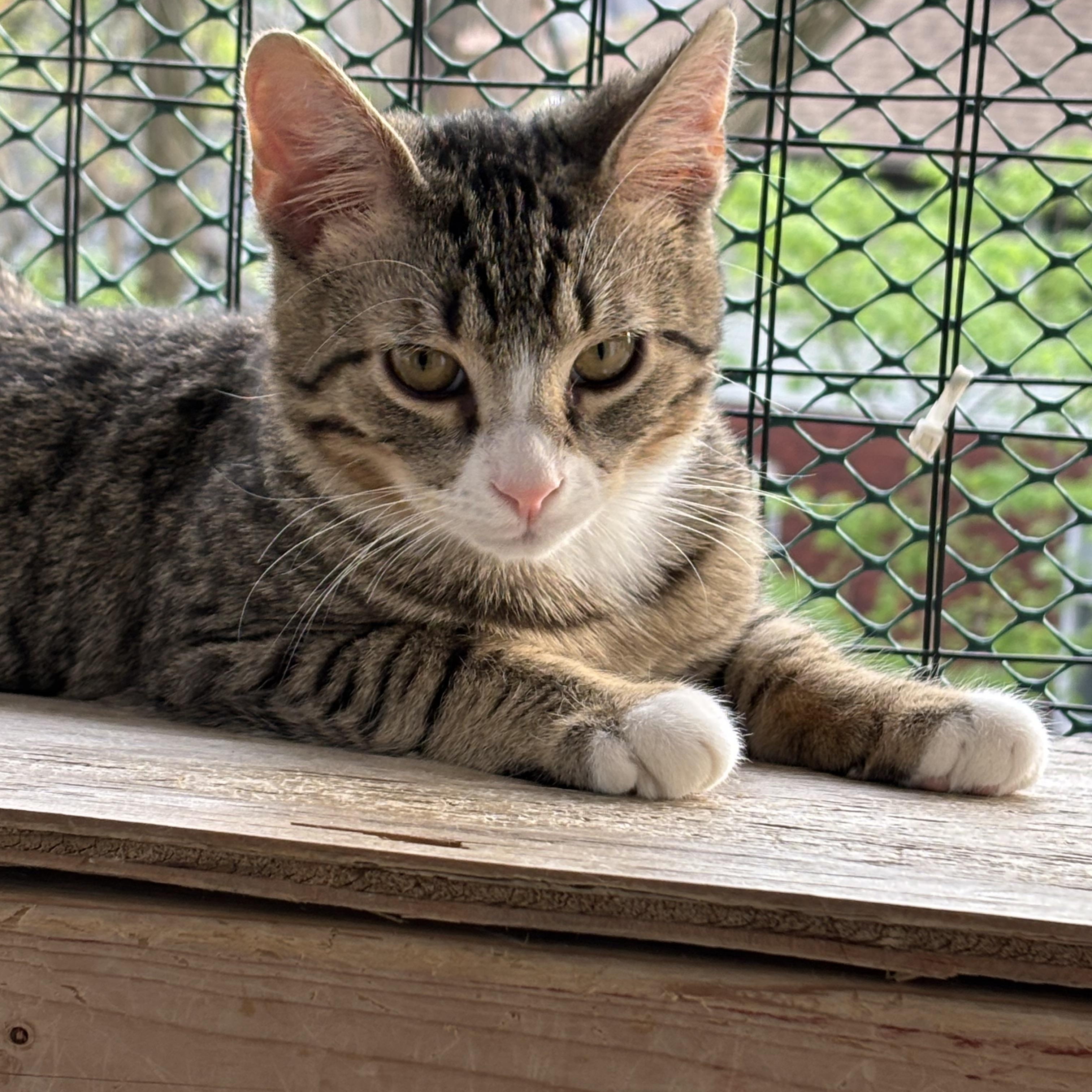 Samson & Goliath, Adoptable, Young Male Domestic Short Hair.