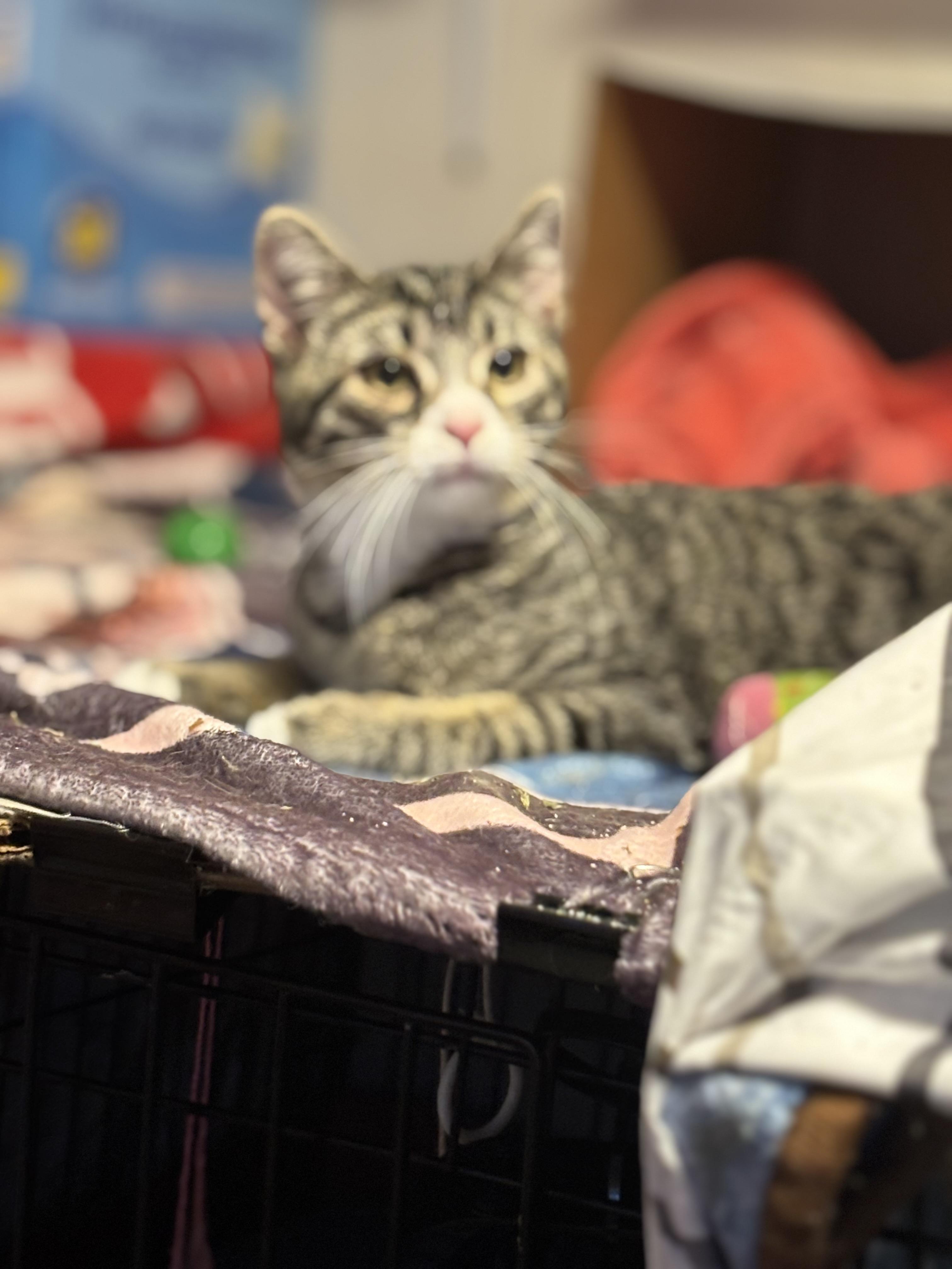 Samson & Goliath, a Adoptable Domestic Short Hair in Pittsburgh, PA image 5/6