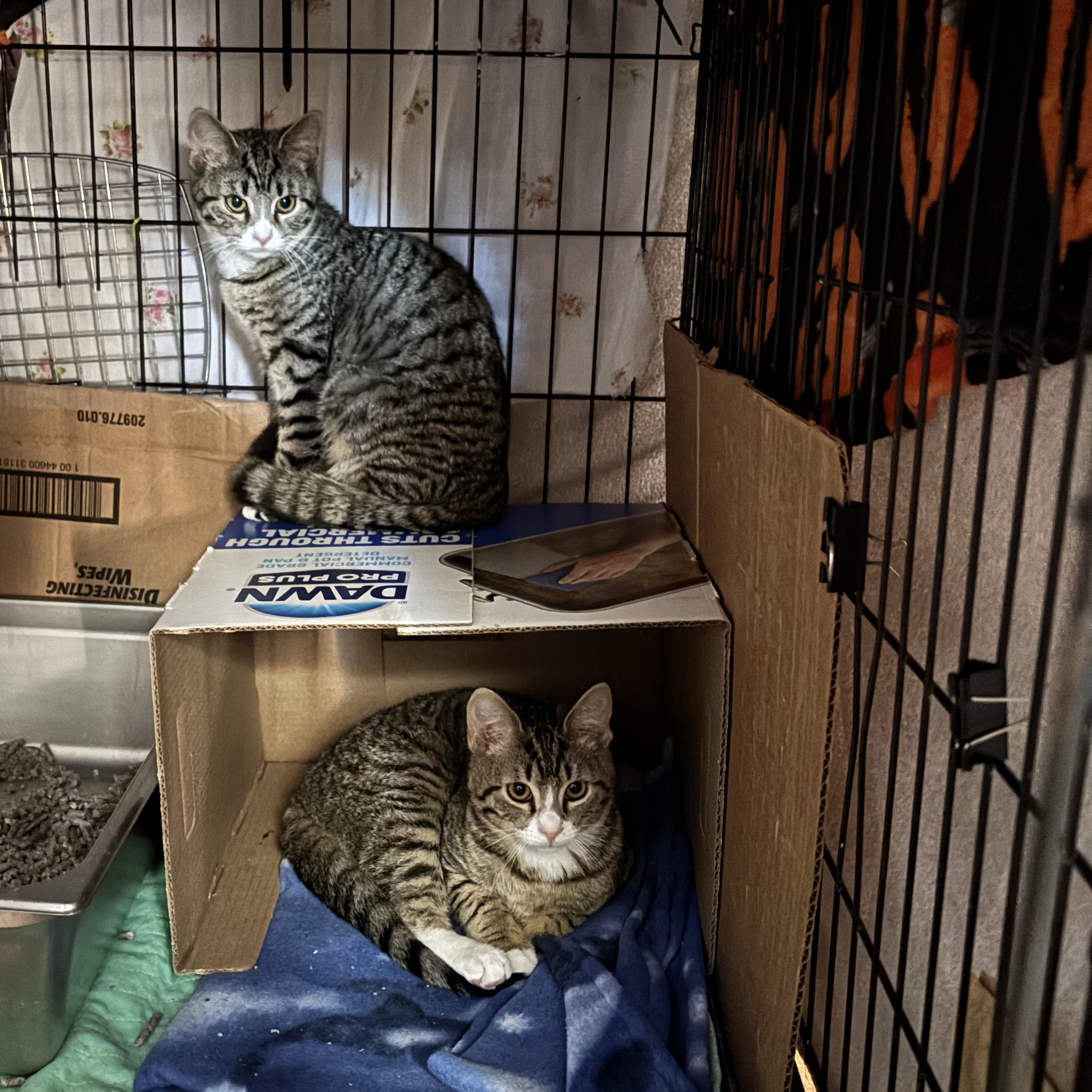 Samson & Goliath, a Adoptable Domestic Short Hair in Pittsburgh, PA image 3/6