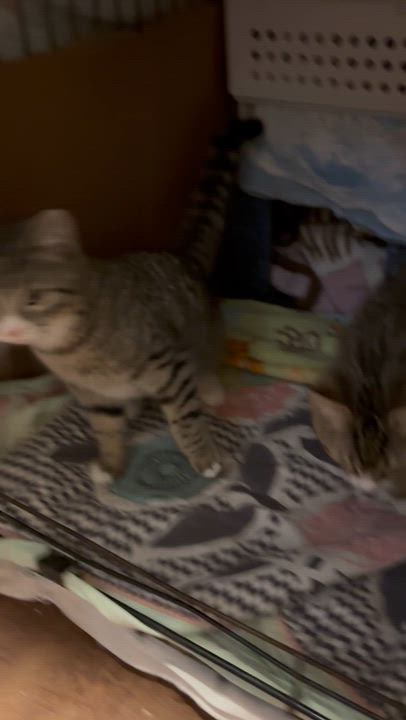 Enlarge Samson & Goliath, a Adoptable Domestic Short Hair in Pittsburgh, PA video 6/6