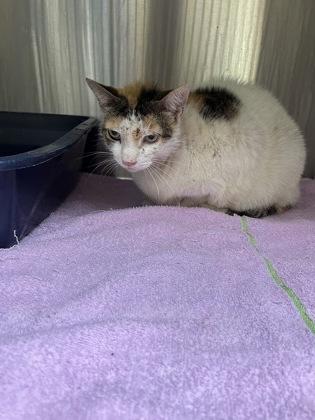 Ava, Adoptable, Young Female Domestic Short Hair & Domestic Short Hair.