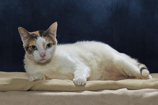Ava, a Adoptable Domestic Short Hair in Chesapeake, VA image 3/3