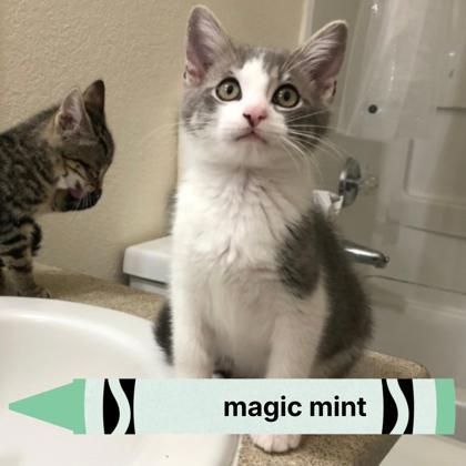 Enlarge Magic Mint, a Adoptable mixed breed in Sacramento, CA image 3/5