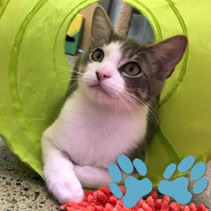 Magic Mint, Adoptable, Kitten Male Domestic Short Hair.