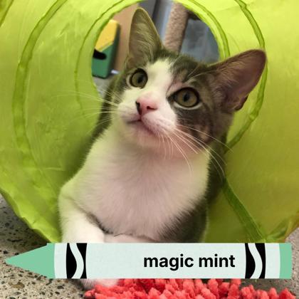 Enlarge Magic Mint, a Adoptable mixed breed in Sacramento, CA image 2/5