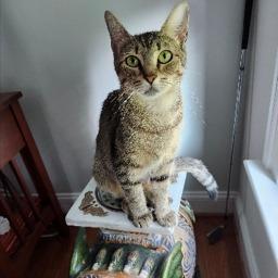 Percy, Adoptable, Young Female Domestic Short Hair.