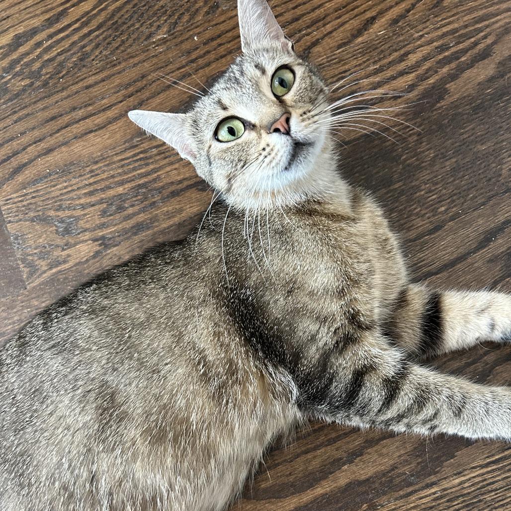 Percy, a Adoptable Domestic Short Hair in Richmond, VA image 2/6