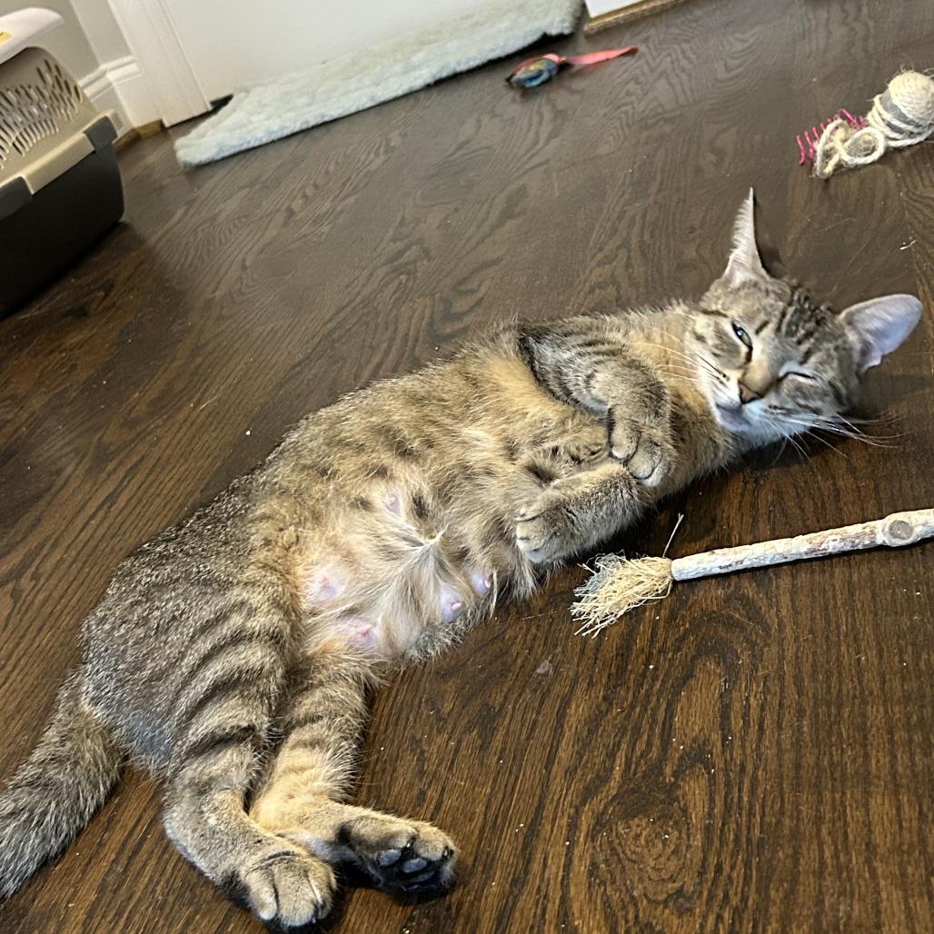 Percy, a Adoptable Domestic Short Hair in Richmond, VA image 3/6