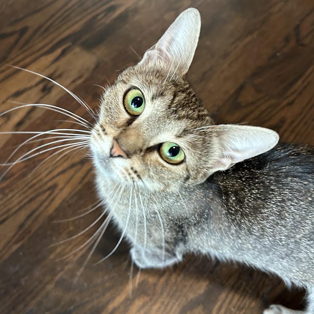 Percy, a Adoptable Domestic Short Hair in Richmond, VA image 4/6