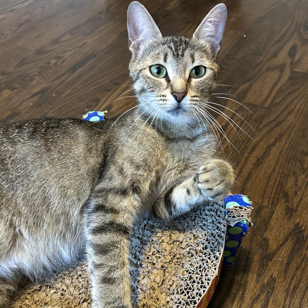 Percy, a Adoptable Domestic Short Hair in Richmond, VA image 5/6
