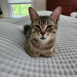 Percy, a Adoptable Domestic Short Hair in Richmond, VA image 6/6
