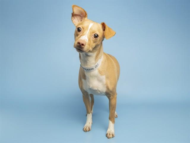 CARMELITA, Adoptable, Adult Female Chihuahua.