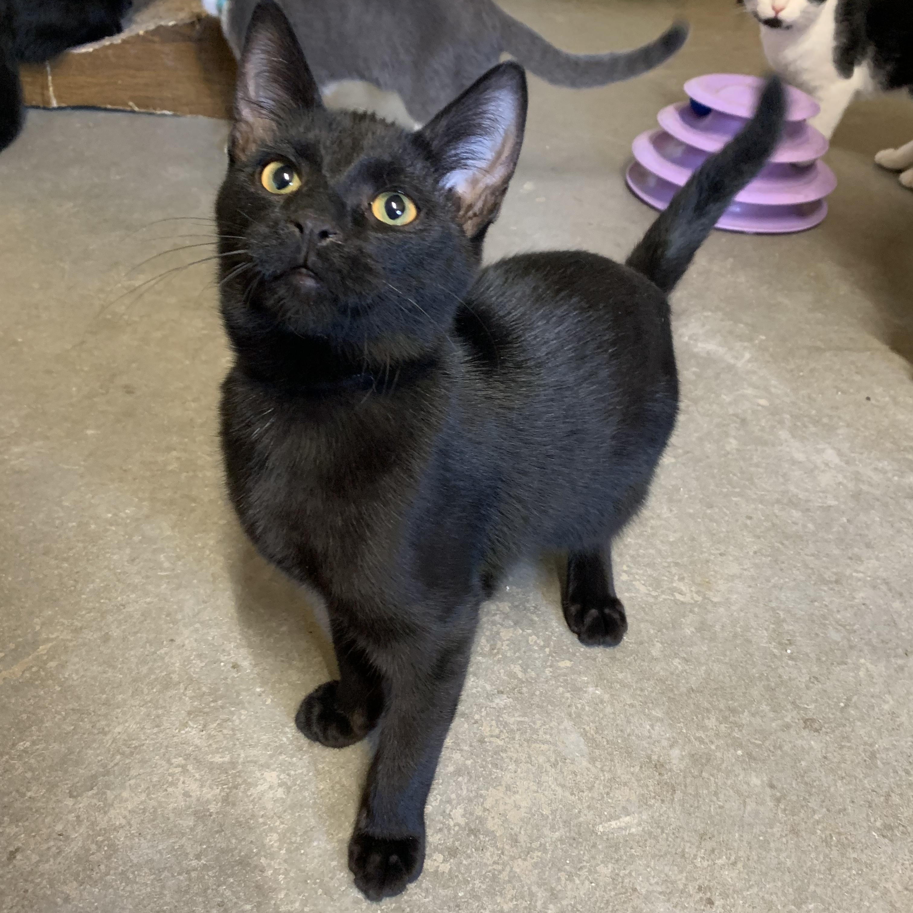 Willy, Adoptable, Young Male Domestic Short Hair.
