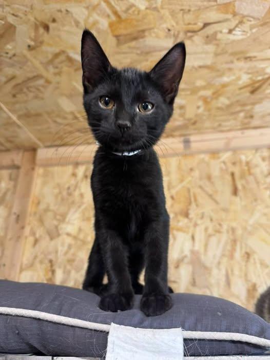 Enlarge Willy, a Adoptable Domestic Short Hair in Ludington, MI image 4/4