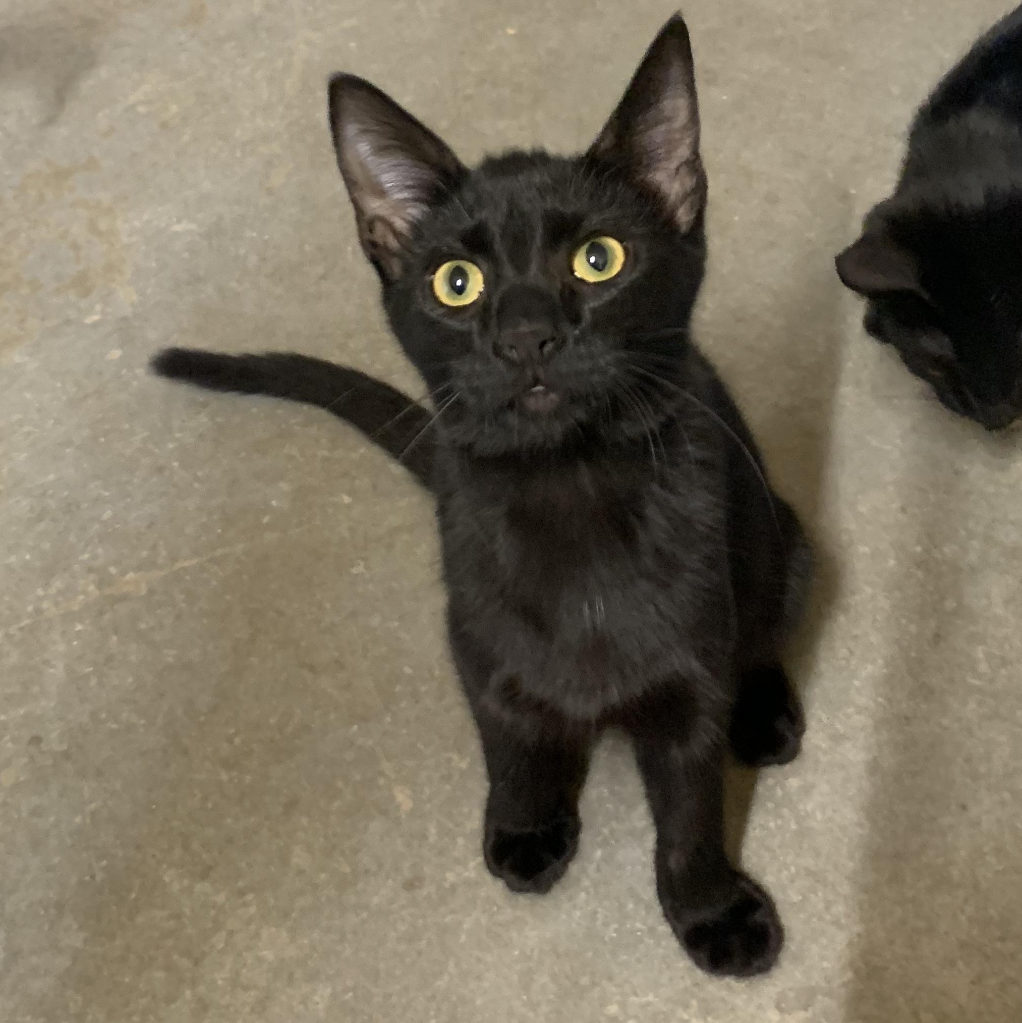 Enlarge Willy, a Adoptable Domestic Short Hair in Ludington, MI image 2/4
