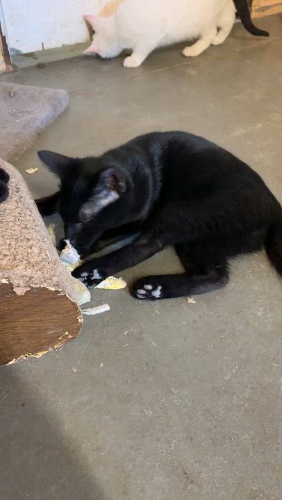 Enlarge Willy, a Adoptable Domestic Short Hair in Ludington, MI video 3/4