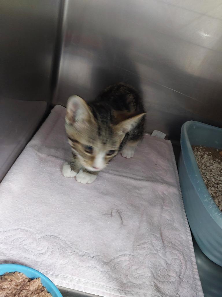 Kit, Adoptable, Kitten Male Domestic Short Hair.