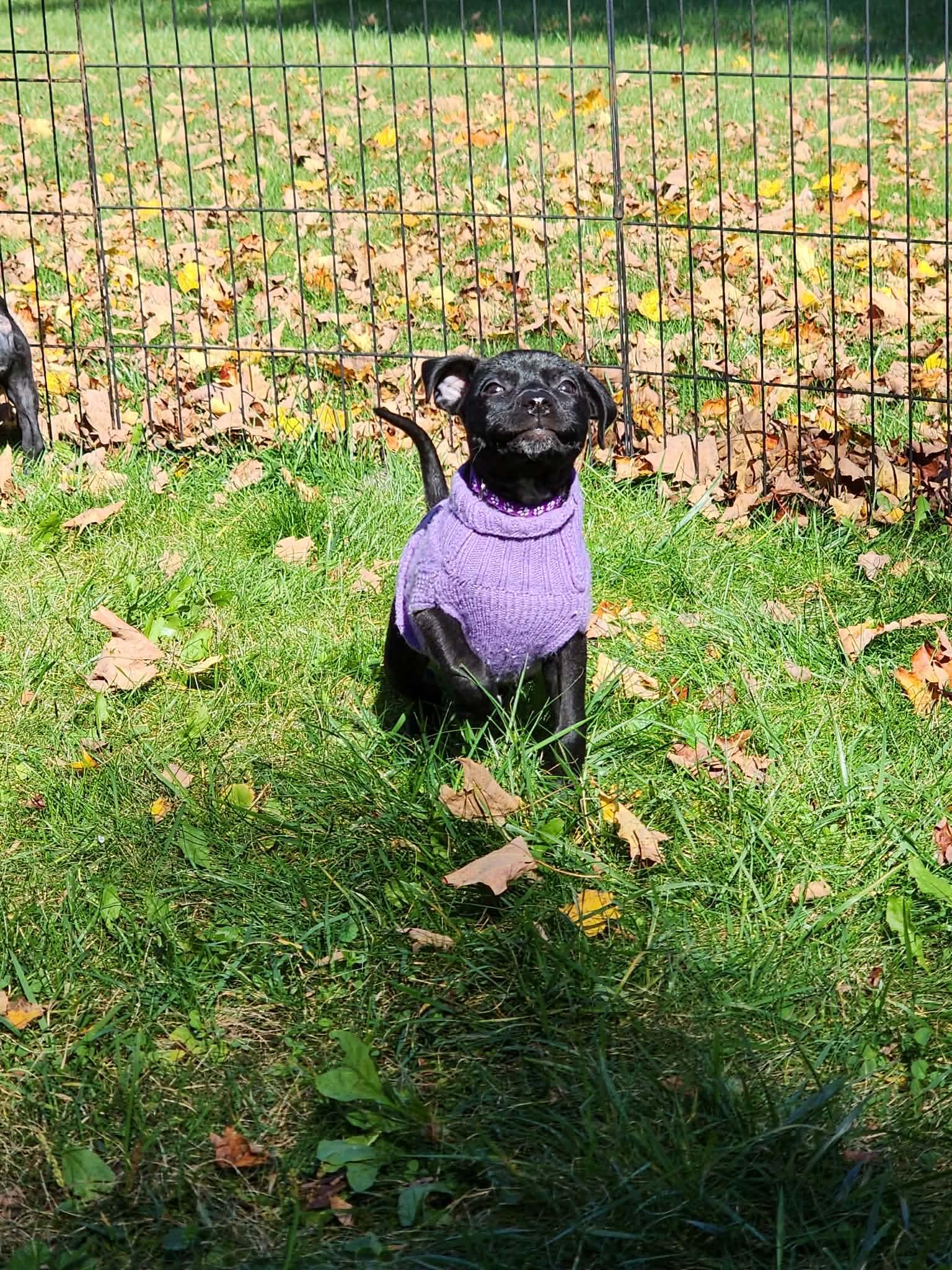 Enlarge Winnie, a Adoptable mixed breed in Granby, CT image 2/2