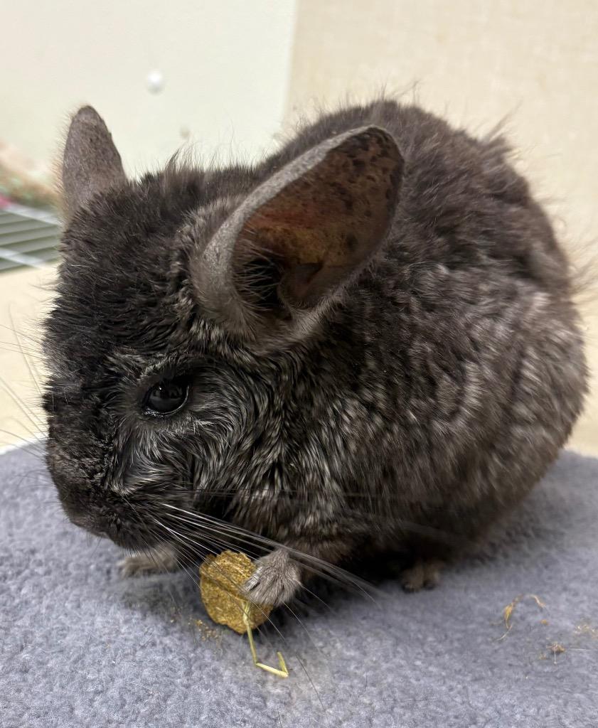 Apple, Adopted, Young Female Chinchilla.