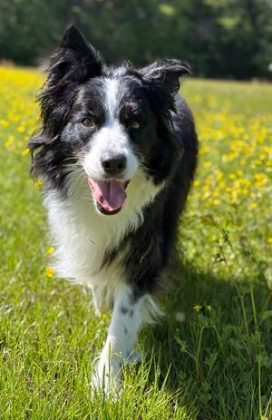 Enlarge Jill (with Jax), a Adoptable Border Collie in Gloucester, VA image 2/4