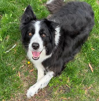 Enlarge Jill (with Jax), a Adoptable Border Collie in Gloucester, VA image 1/4