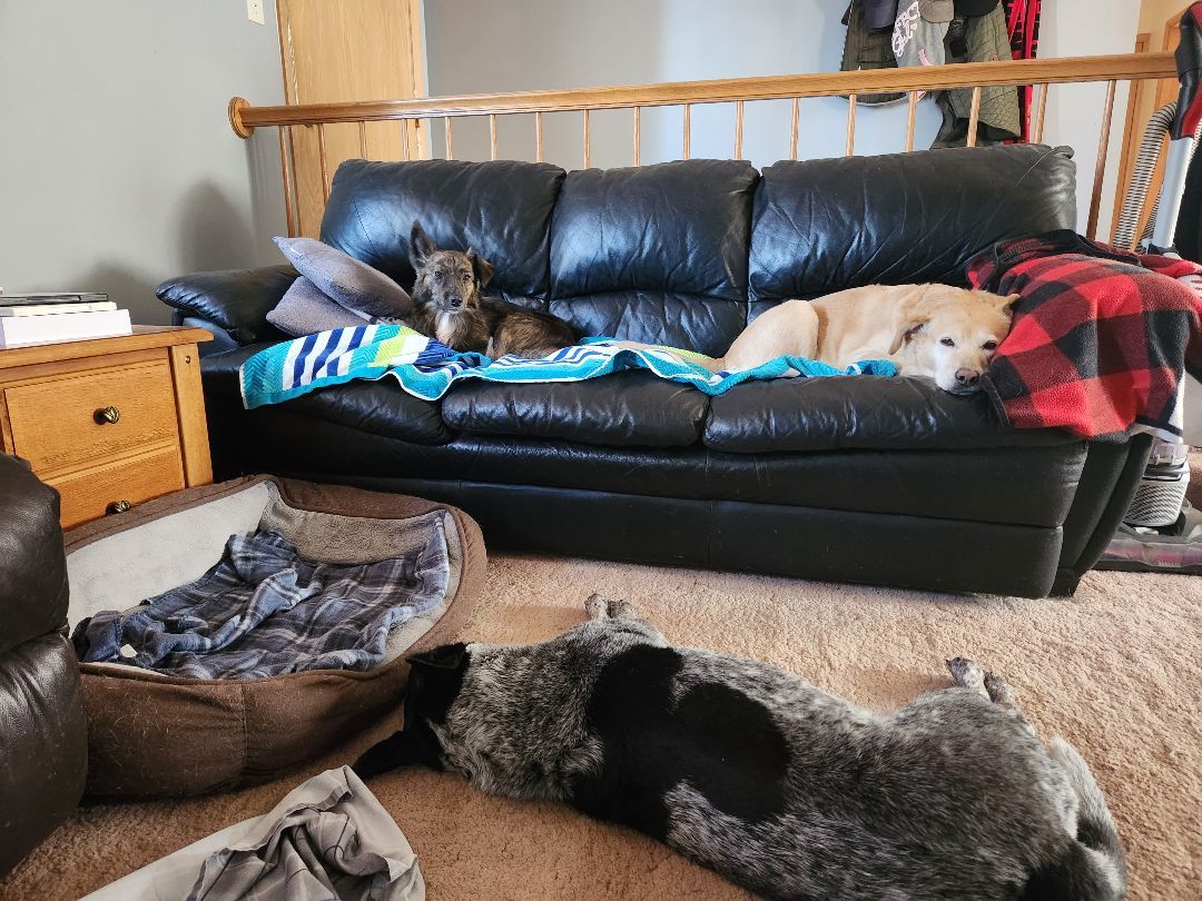 Dolly, Adopted, Young Female Australian Kelpie & Australian Shepherd.