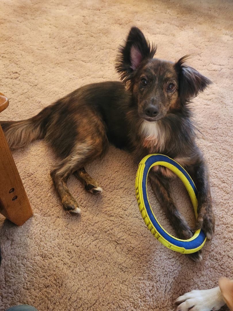 Dolly, a Adopted mixed breed in McHenry, IL image 2/6