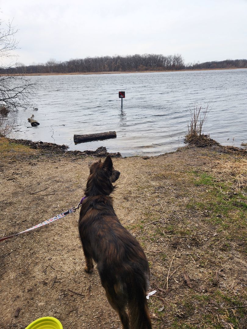 Dolly, a Adopted mixed breed in McHenry, IL image 3/6