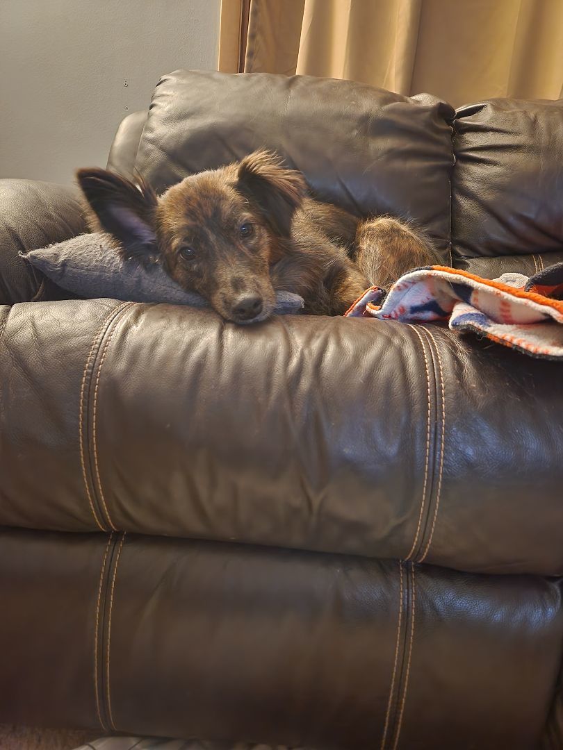 Dolly, a Adopted mixed breed in McHenry, IL image 4/6