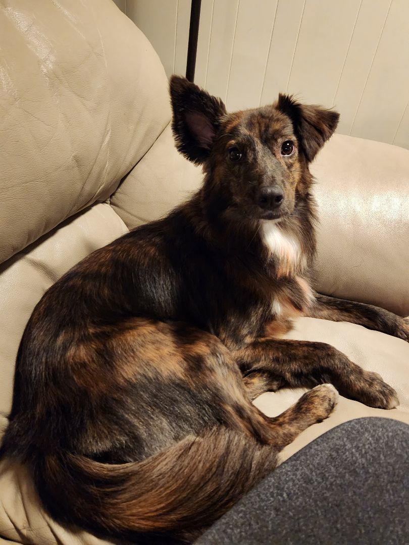 Dolly, a Adopted mixed breed in McHenry, IL image 5/6