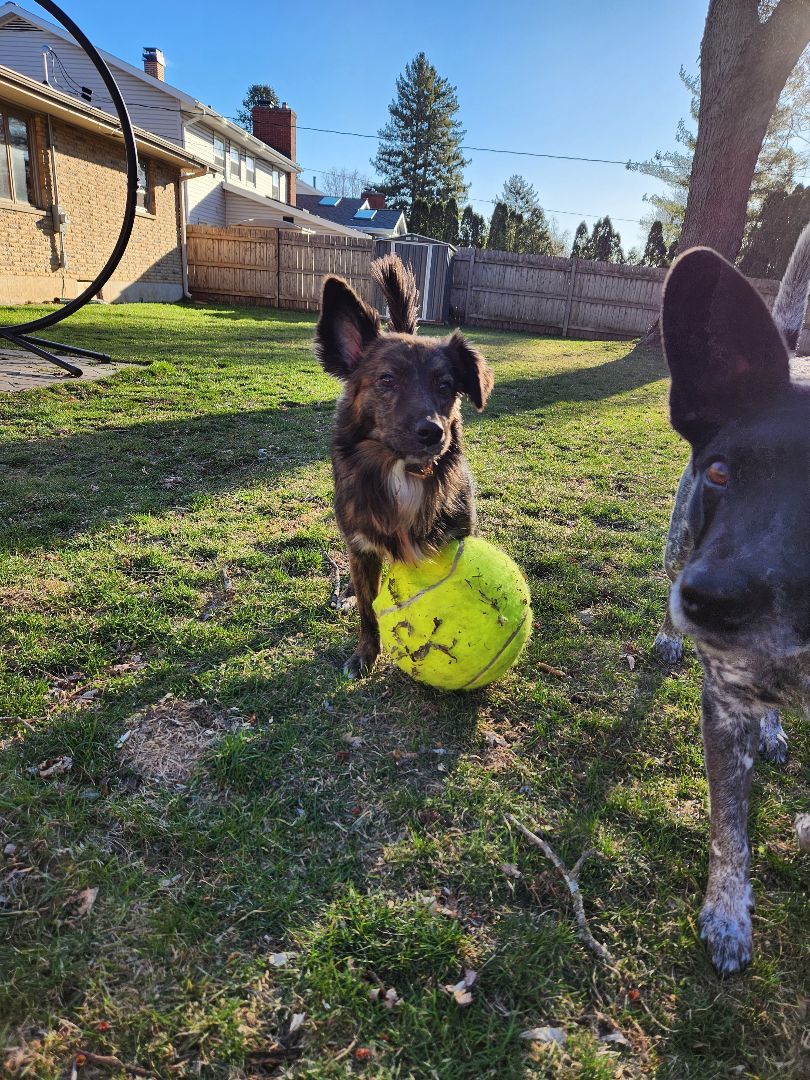 Dolly, a Adopted mixed breed in McHenry, IL image 6/6