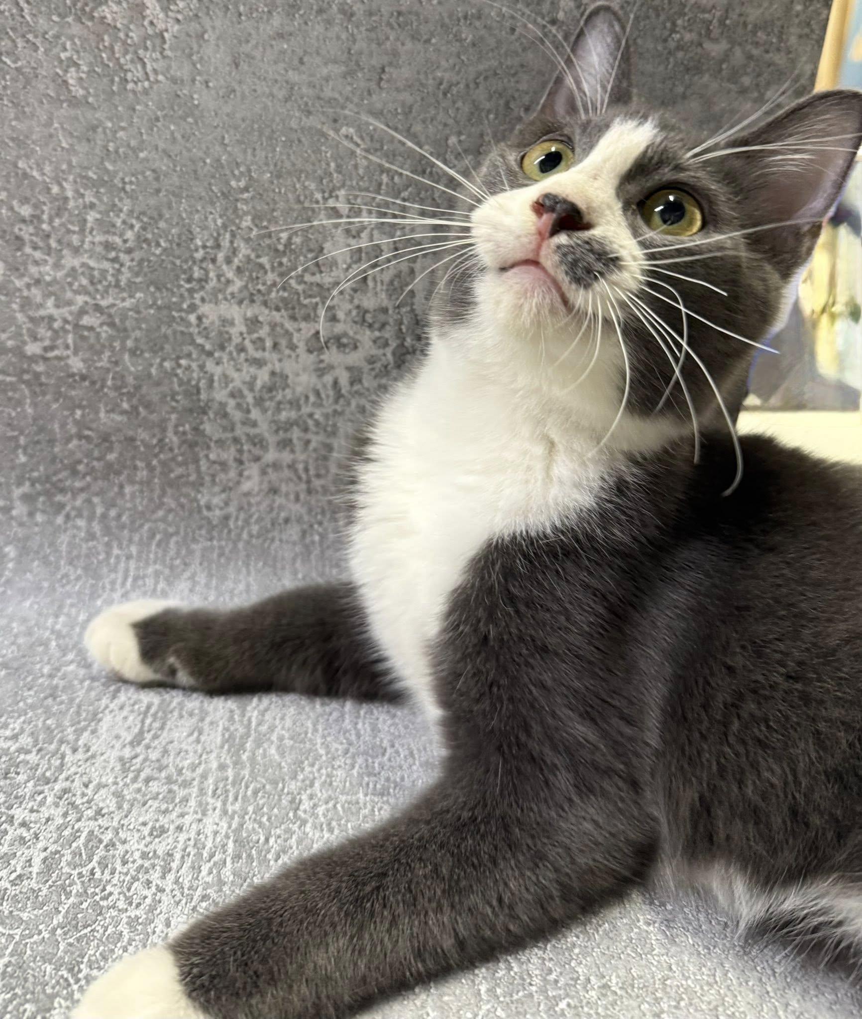 Harlan, Adoptable, Young Male Domestic Short Hair.