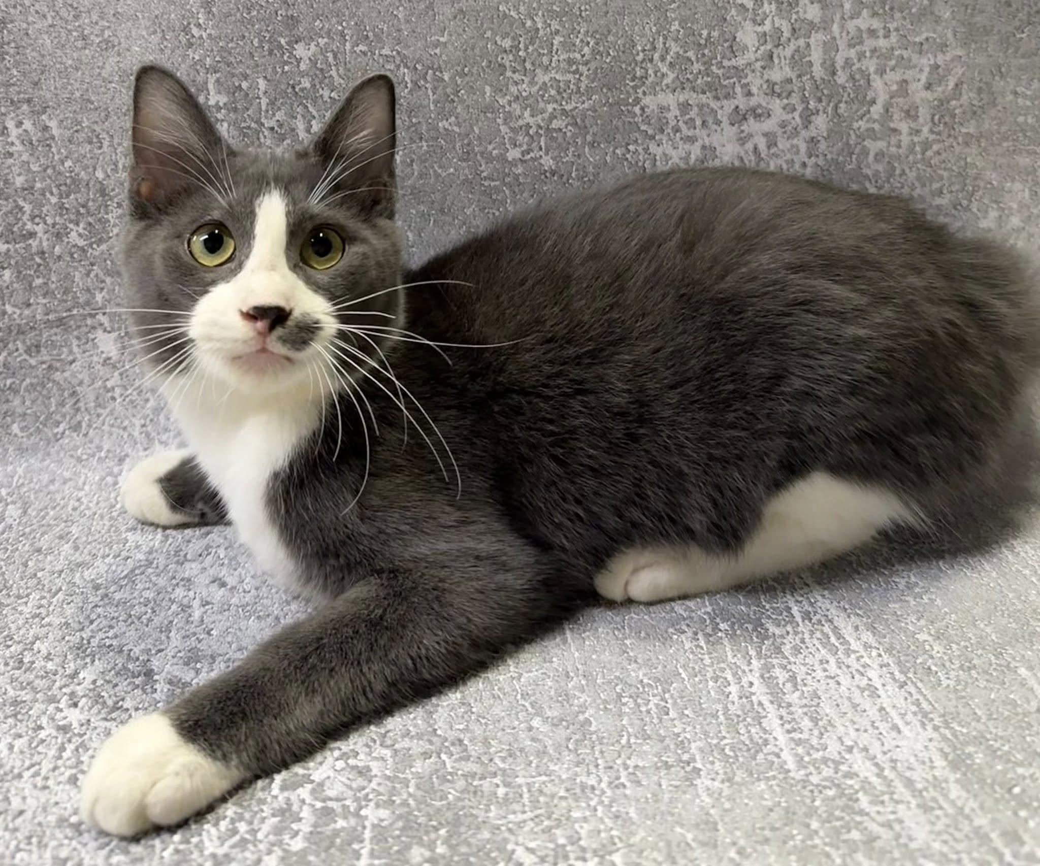 Harlan, a Adopted Domestic Short Hair in Jackson, GA image 2/2