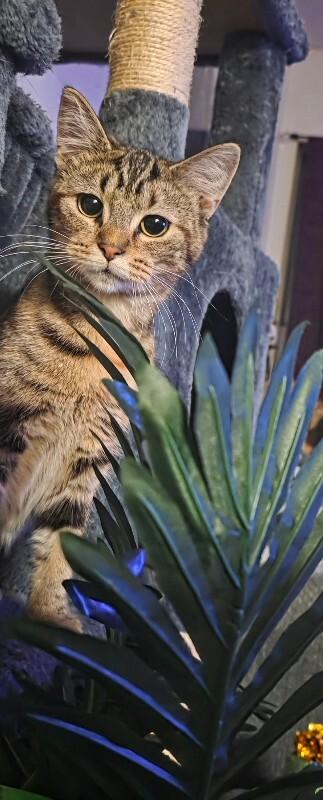 Enlarge Vizzy, a Adoptable Domestic Short Hair in Adrian, MI image 1/1