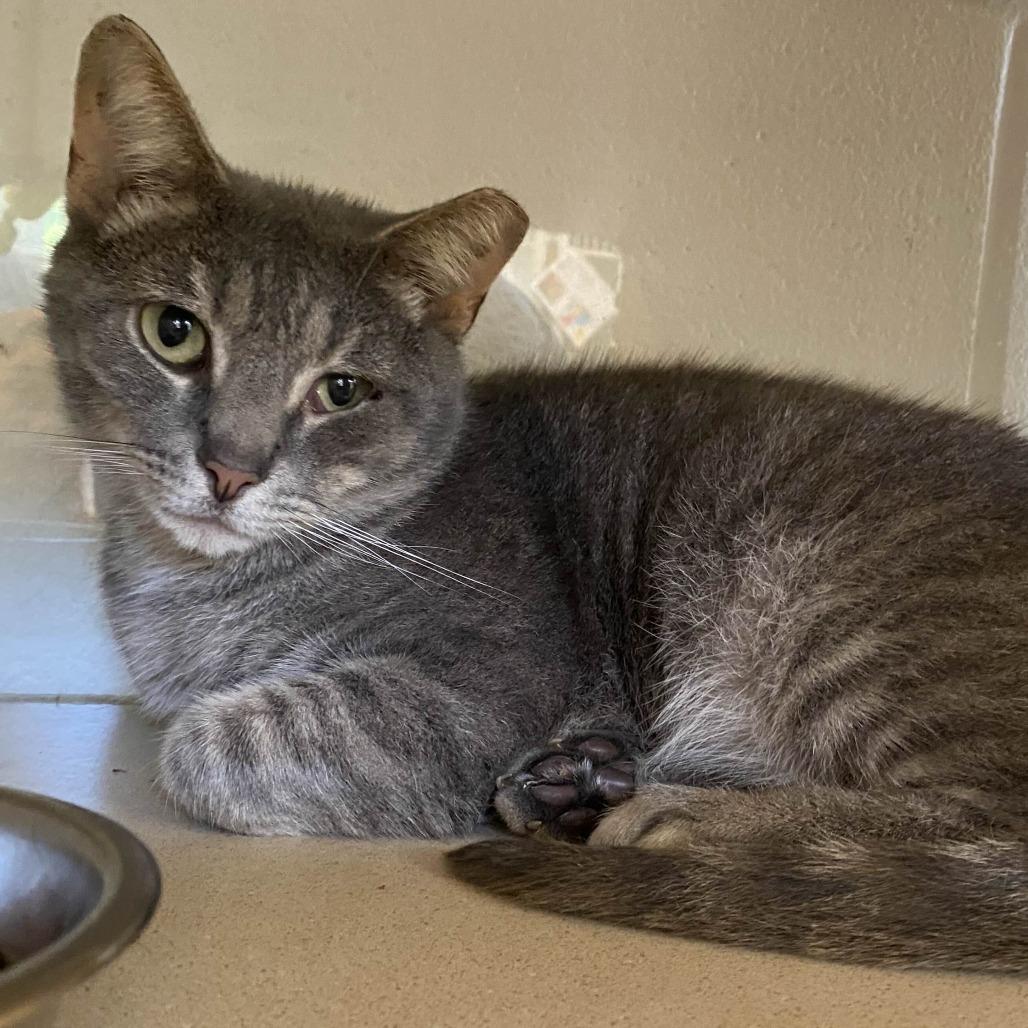 Enlarge Pin Pin, a Adoptable Domestic Short Hair in Gloucester, VA image 1/2