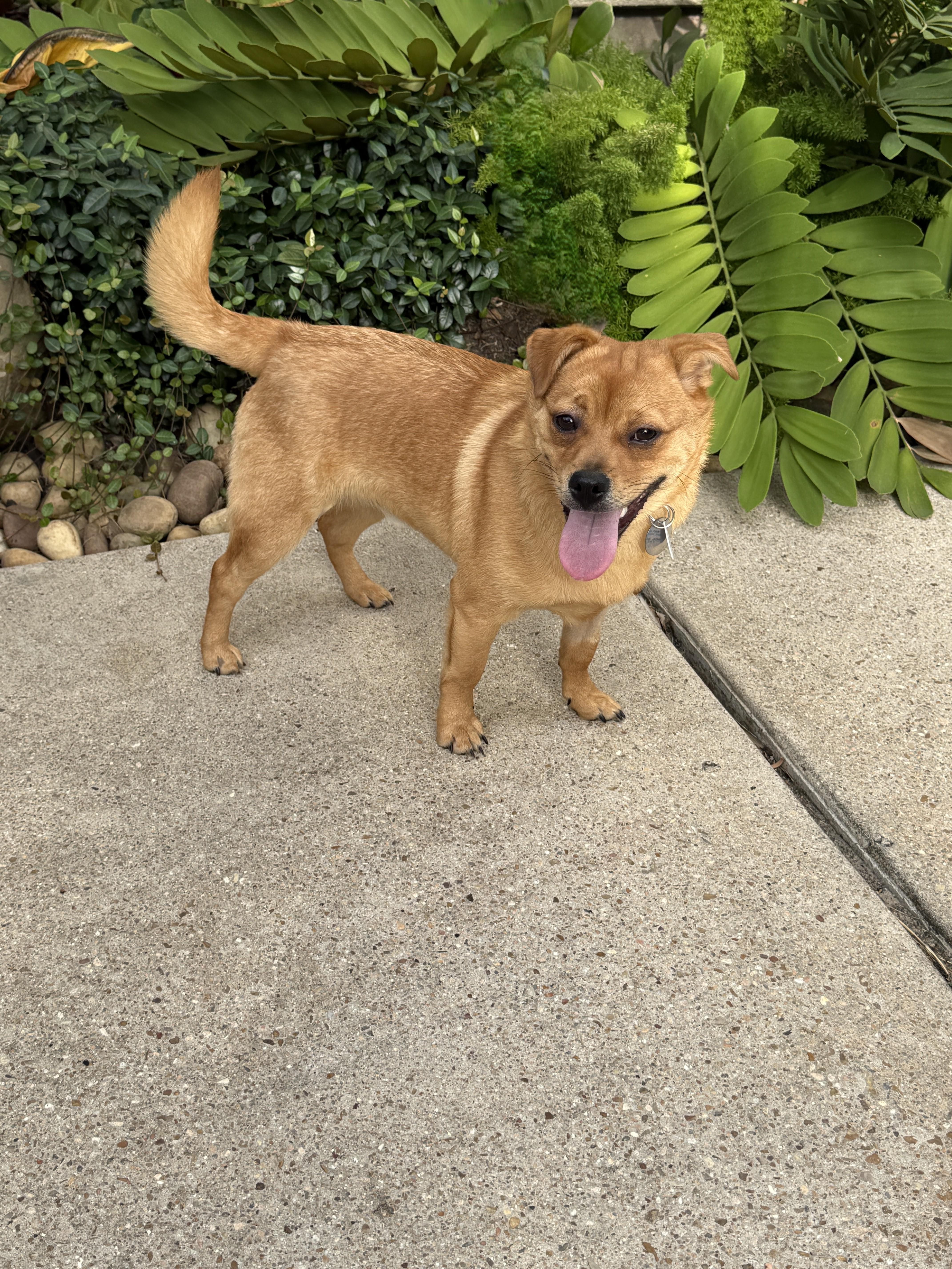 Freddy, an adopted mixed breed in Houston, TX image 5/5