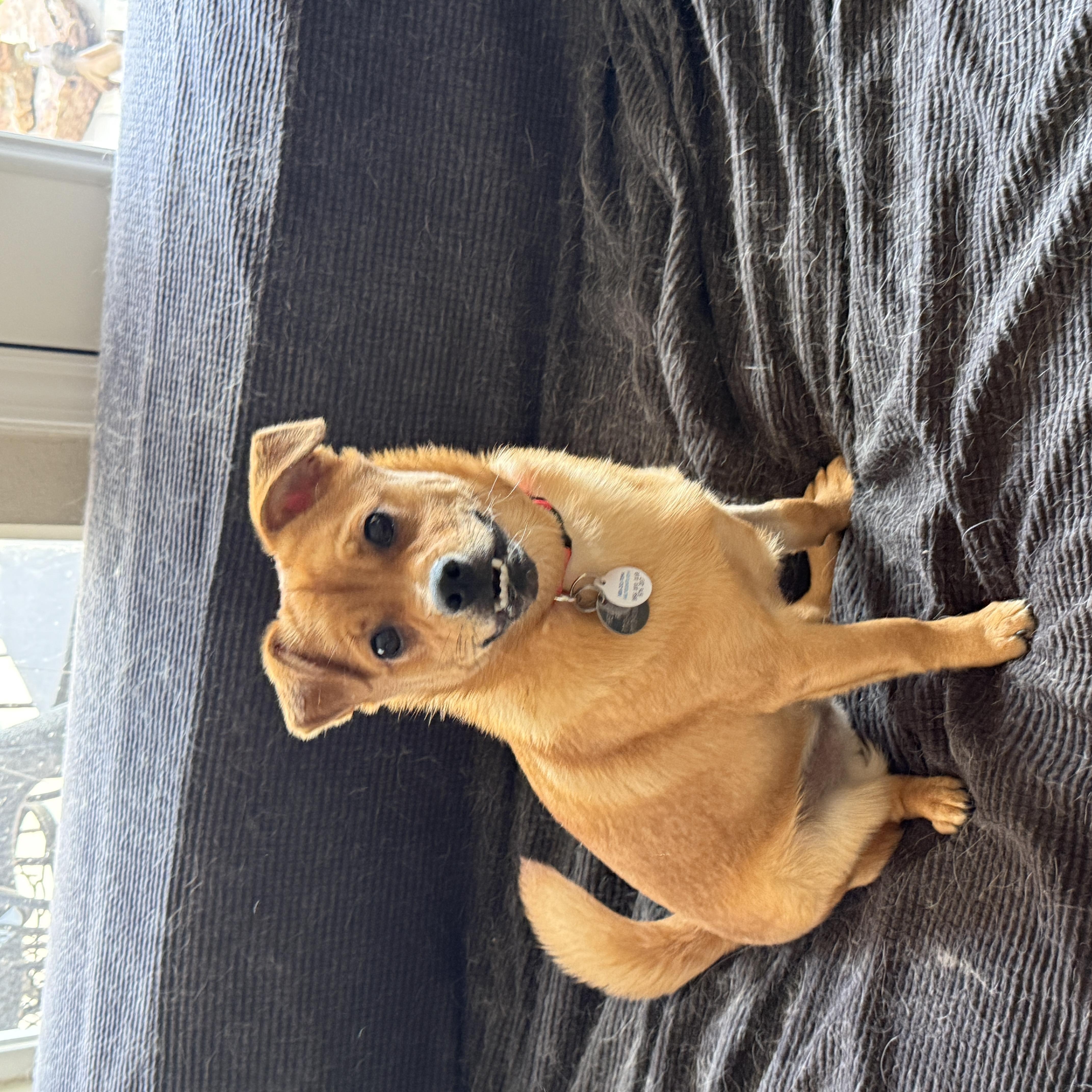 Freddy, an adopted mixed breed in Houston, TX image 2/5