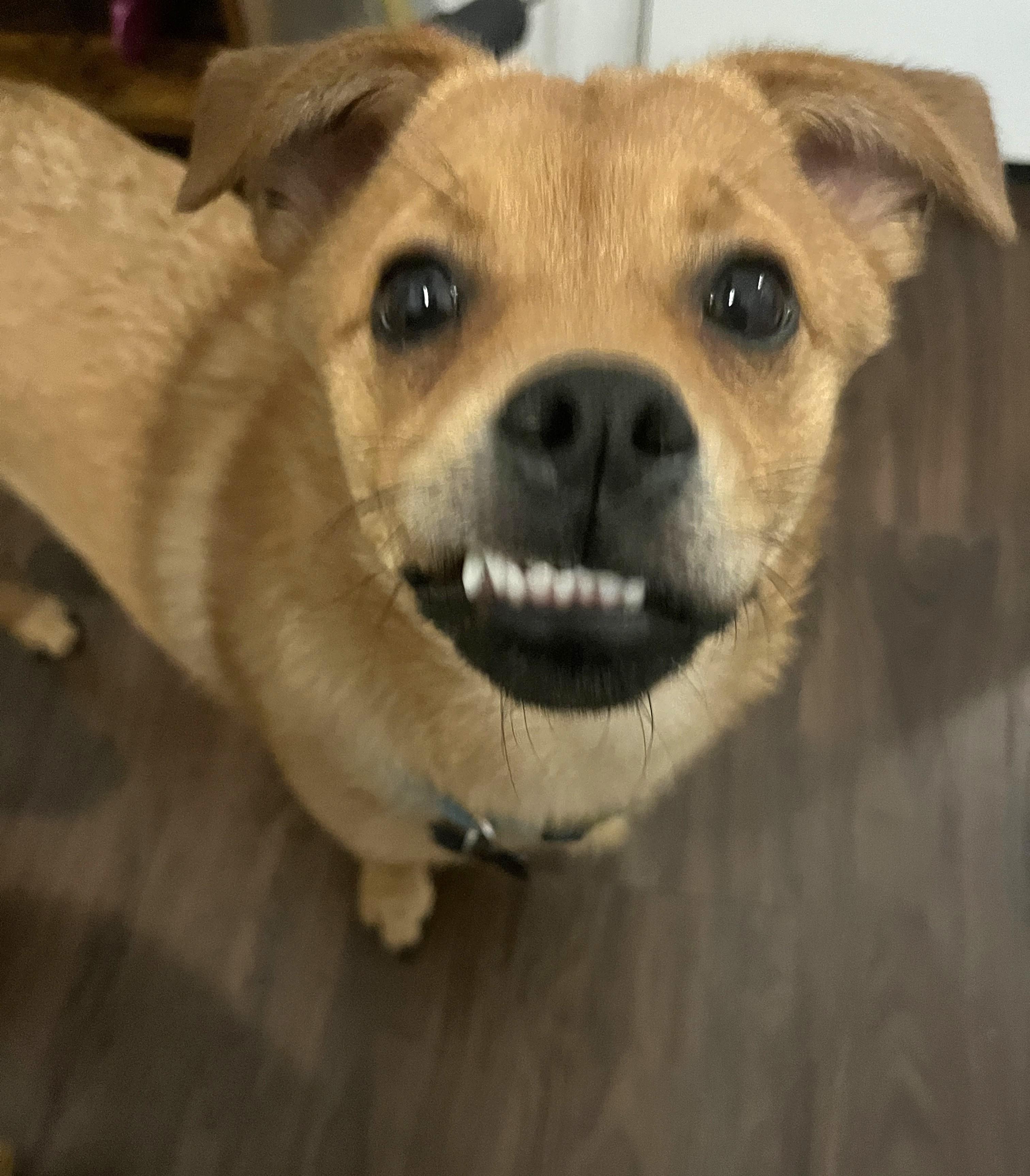 Freddy, an adopted mixed breed in Houston, TX image 3/5